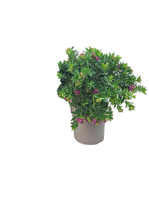 Milkwort A Foglie Di Mirto