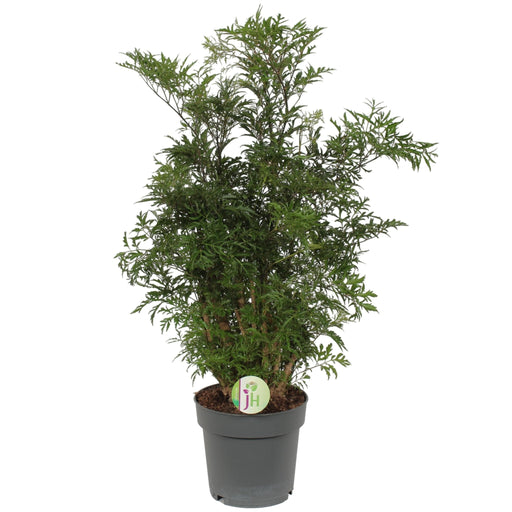 Polyscias 'Hawaiano'