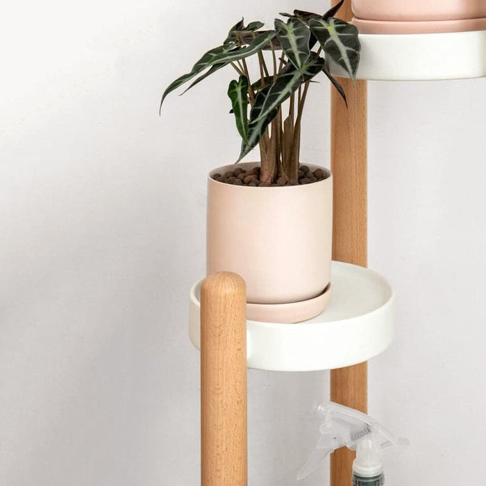 Portapiante In Legno Su Supporto Havana