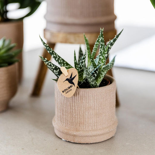 Vaso Bali - Sabbia - Minimalista Ed Elegante