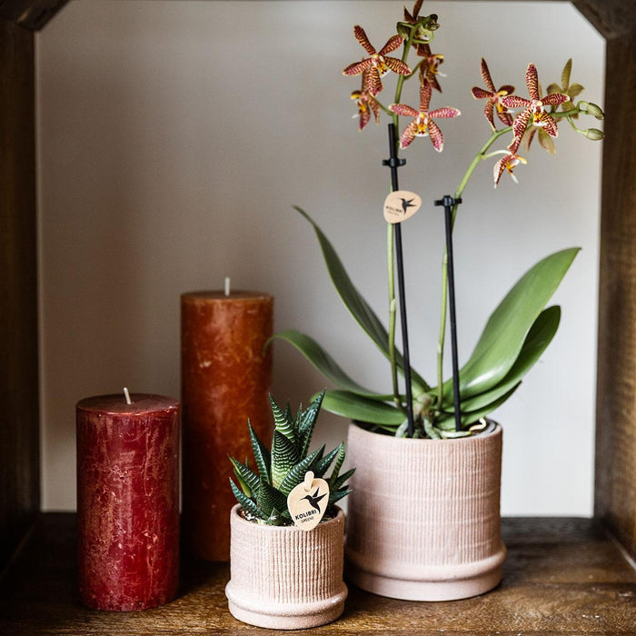 Vaso Bali - Sabbia - Minimalista Ed Elegante