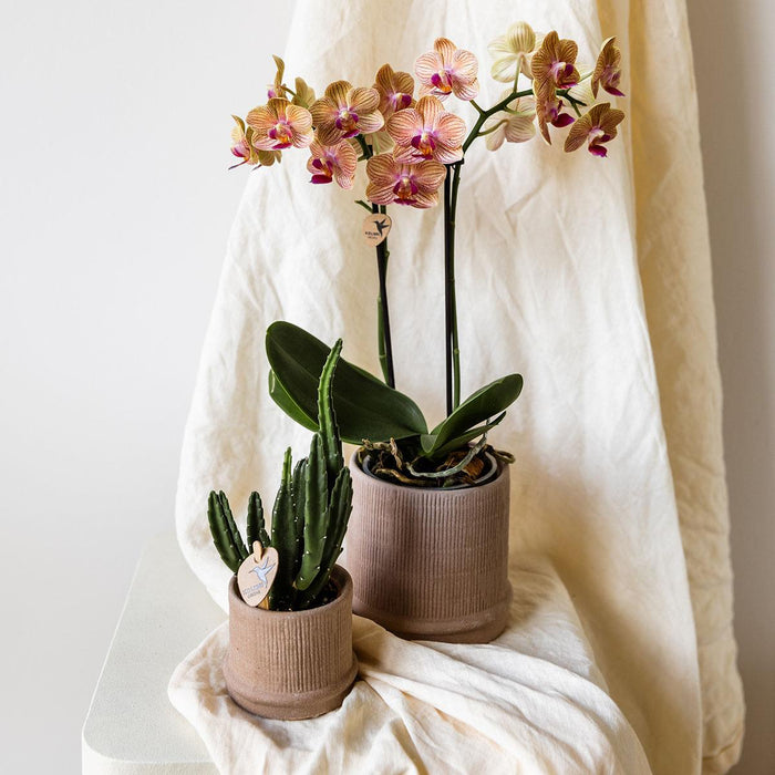 Vaso Bali - Sabbia - Minimalista Ed Elegante