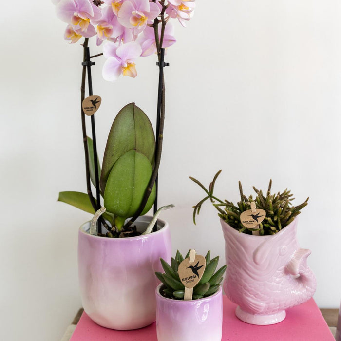 Vaso In Ceramica Con Pesce - Rosa