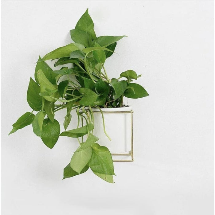 Vaso Da Fiori Da Parete A Forma Di Cubo Da Appendere Al Muro