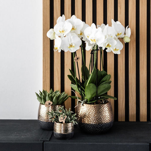 Vaso Decorativo Per Agrumi In Rame Elite