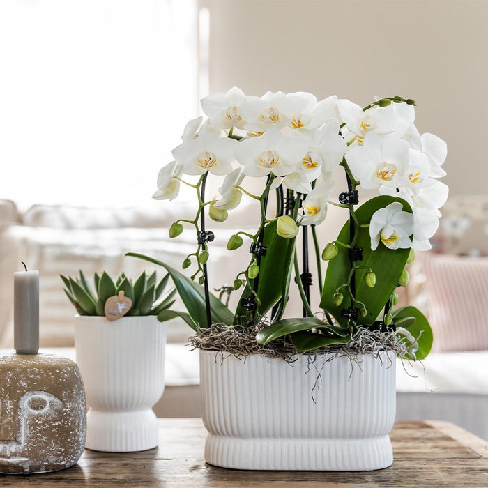 Vaso Decorativo Diabolo Bianco