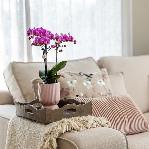 Vaso Decorativo Diabolo Rosa