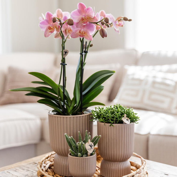 Vaso Decorativo Diabolo Sand