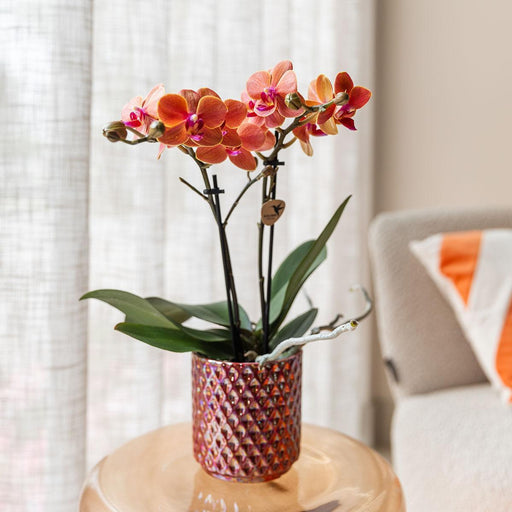 Vaso Decorativo Rosso Perla Diamante