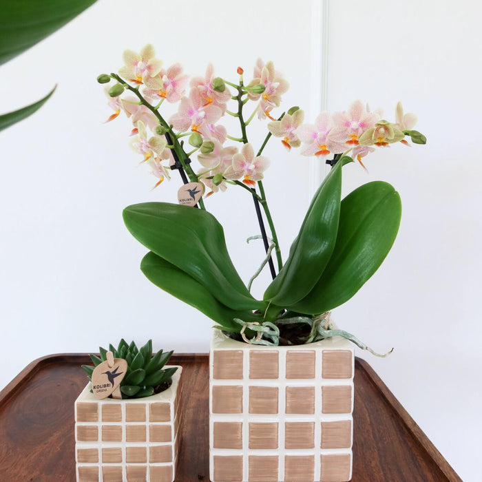 Vaso Decorativo Mosa Marrone