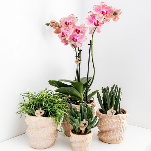 Vaso Decorativo In Ceramica Di Polpo