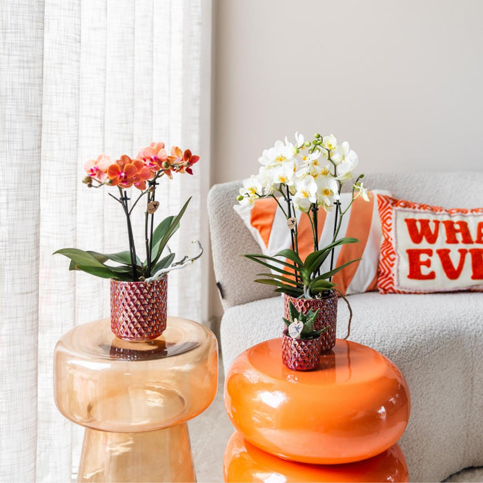 Vaso Diamante Perla Rosso