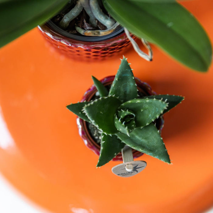 Vaso Diamante Perla Rosso