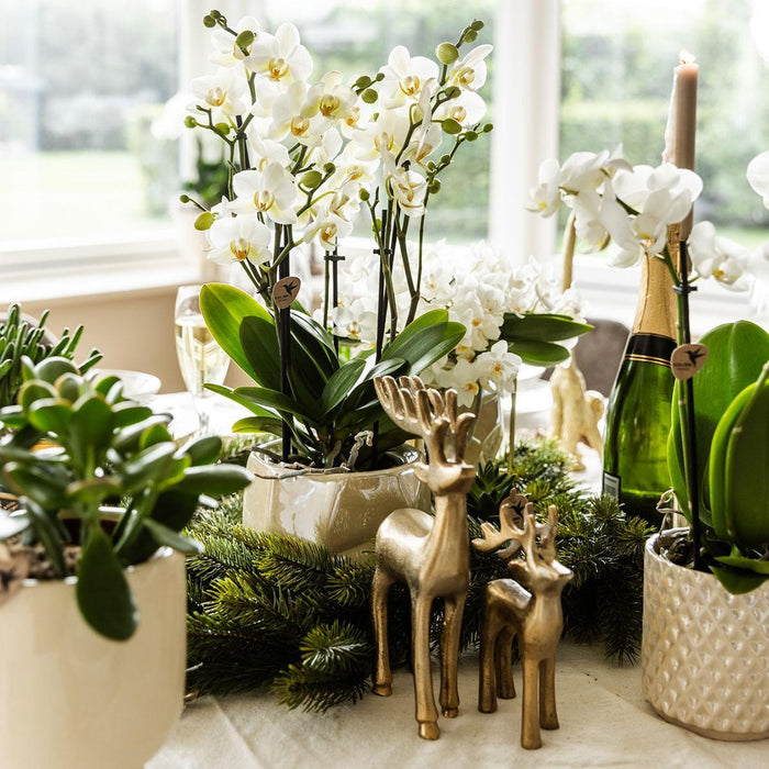 Vaso Di Perle Di Diamanti In Travertino