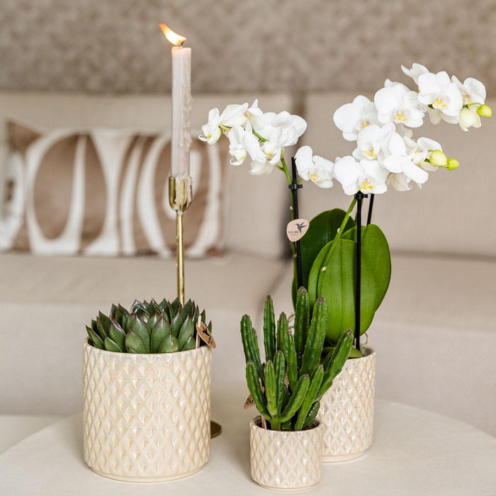 Vaso Di Perle Di Diamanti In Travertino