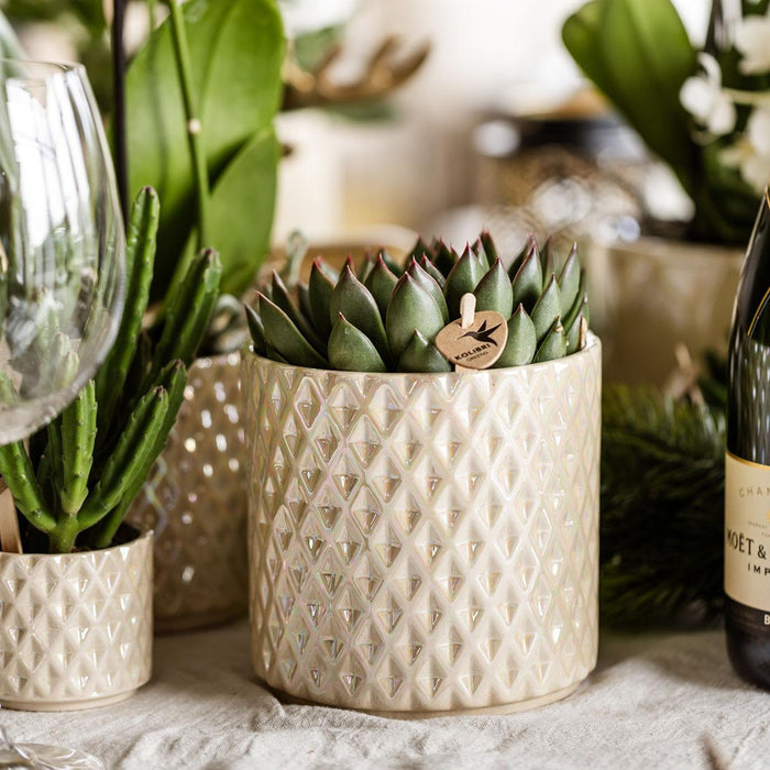 Vaso Di Perle Di Diamanti In Travertino
