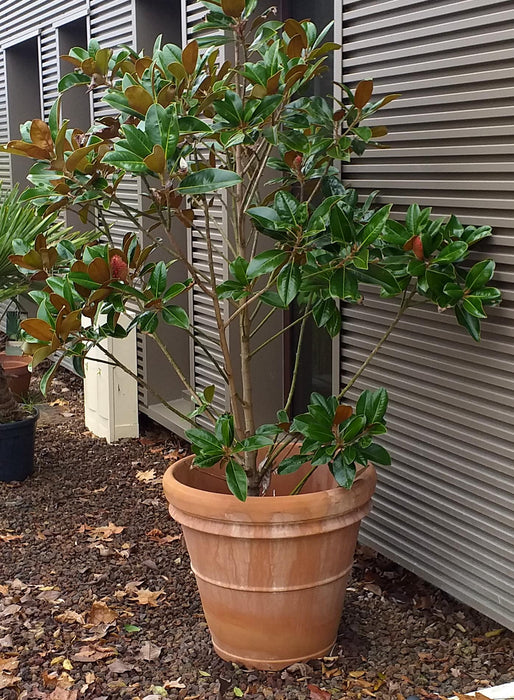 Vaso Benocci In Terracotta Ø 65 Cm