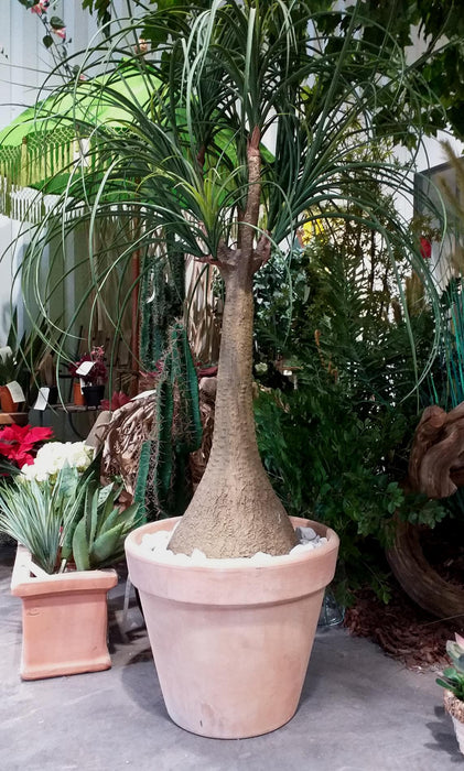 Vaso In Terracotta Graffiato Ø36Cm Resistente Al Gelo