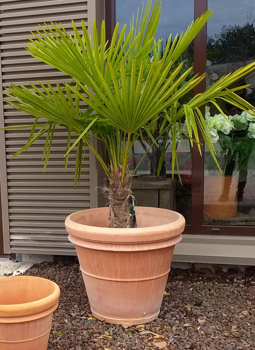 Vaso In Terracotta Ø.55Cm Benocci Italy