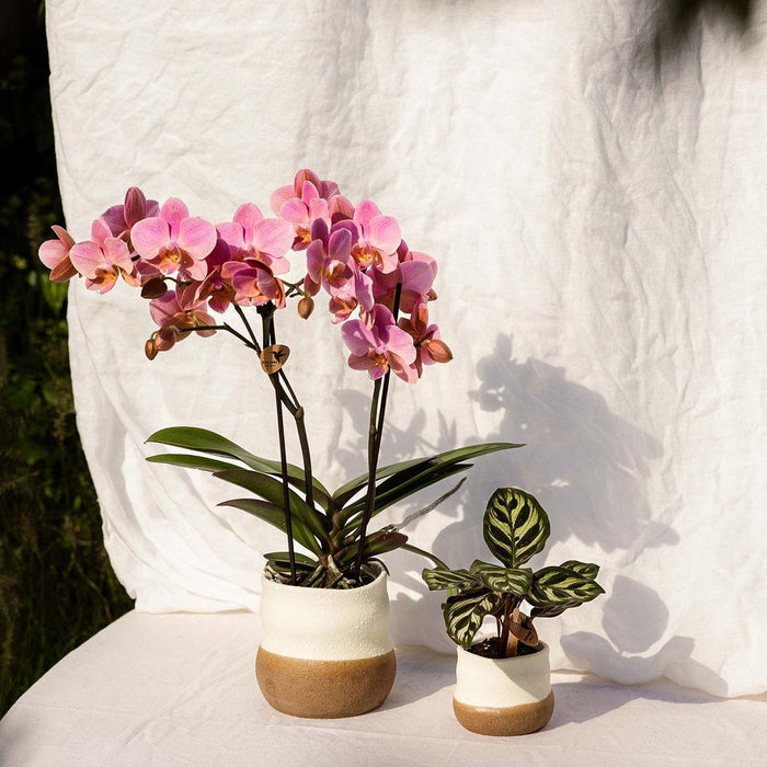 Vaso Domestico Imperfetto