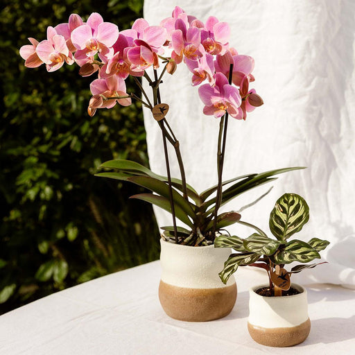 Vaso Domestico Imperfetto