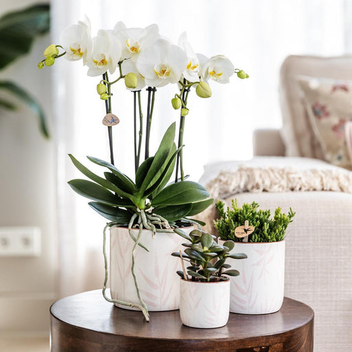 Vaso Di Foglie Rosa Fresco Con Foglie Pastello