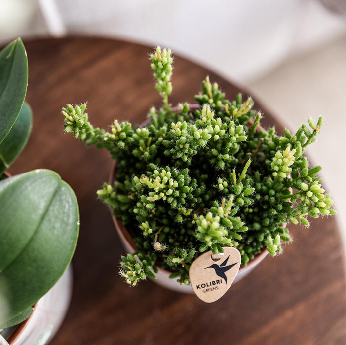 Vaso Di Foglie Rosa Fresco Con Foglie Pastello