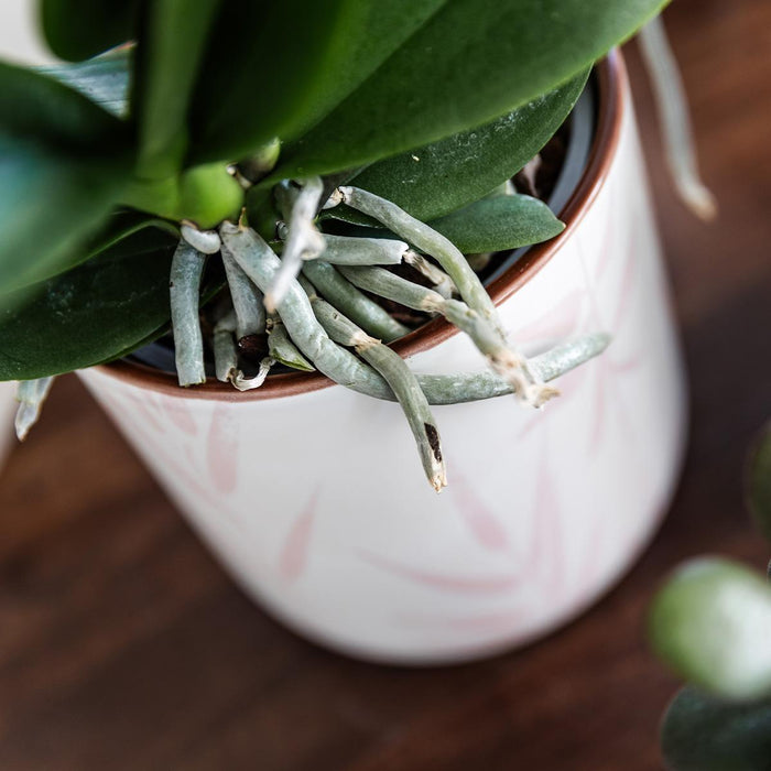 Vaso Di Foglie Rosa Fresco Con Foglie Pastello