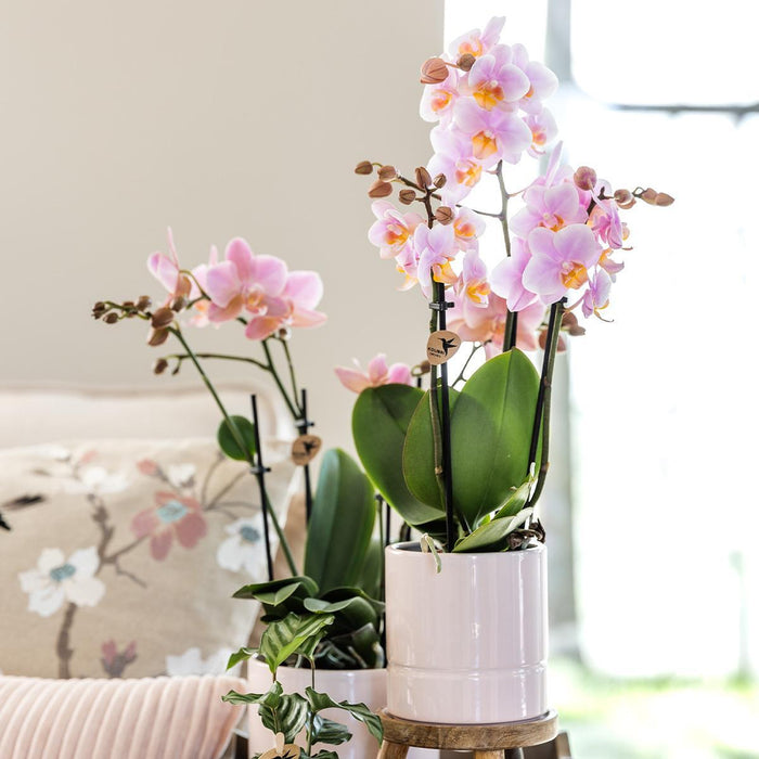 Vaso Pastello Rosa Tenue