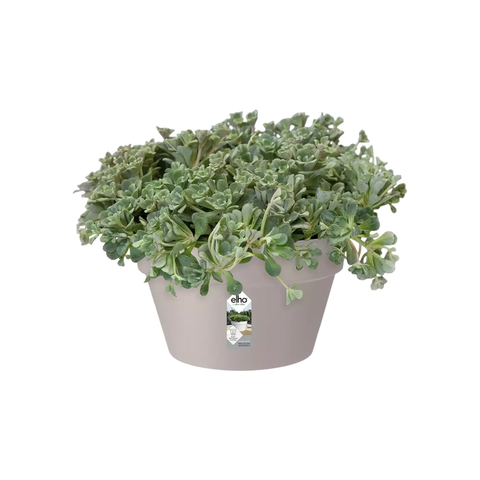 Vaso Per Piante In Plastica Per Interni Loft Urban (X5)