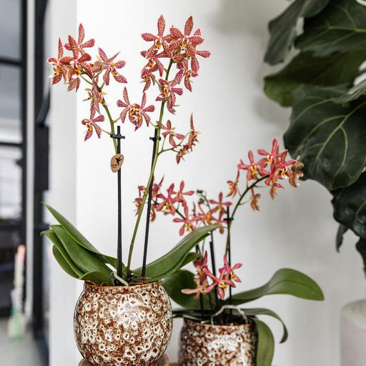 Vaso Safari - Elegante Ceramica Per Piante