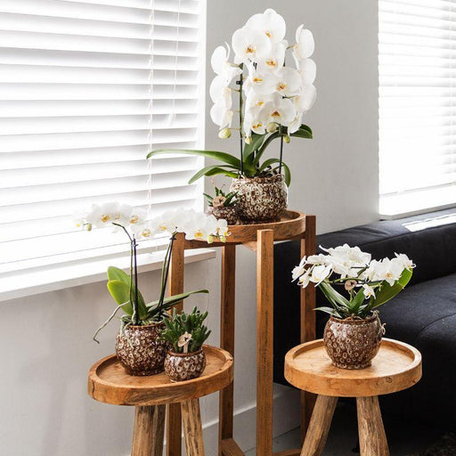 Vaso Safari - Elegante Ceramica Per Piante