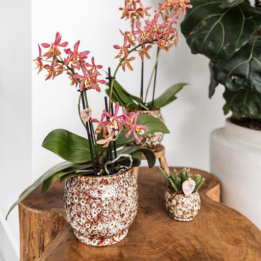 Vaso Safari In Ceramica Fatto A Mano