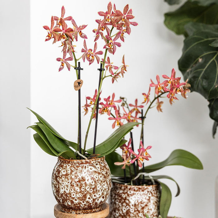 Vaso Safari In Ceramica Fatto A Mano