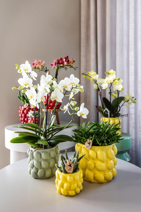 Vaso Per Agrumi In Ceramica Gialla