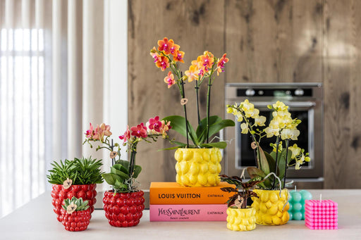 Vaso Per Agrumi In Ceramica Gialla