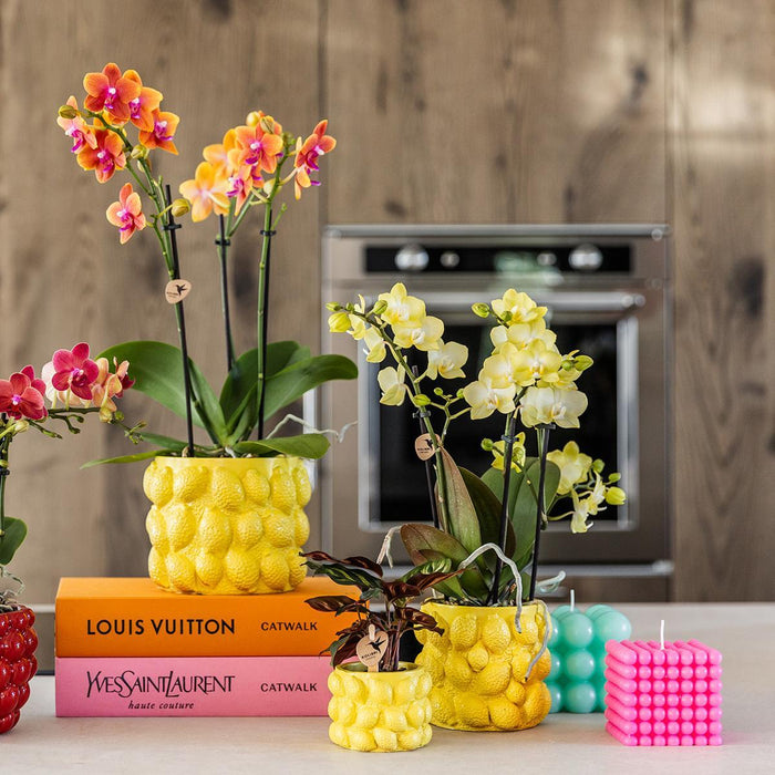 Vaso Per Agrumi In Ceramica Gialla