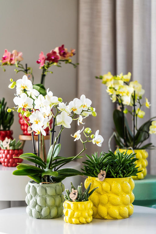 Vaso Per Agrumi In Ceramica Gialla