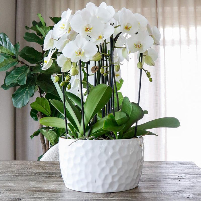 Vaso Di Miele Per Orchidee - Motivo A Nido D'Ape