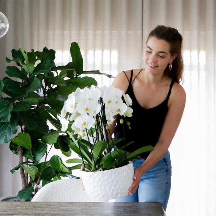 Vaso Di Miele Per Orchidee - Motivo A Nido D'Ape