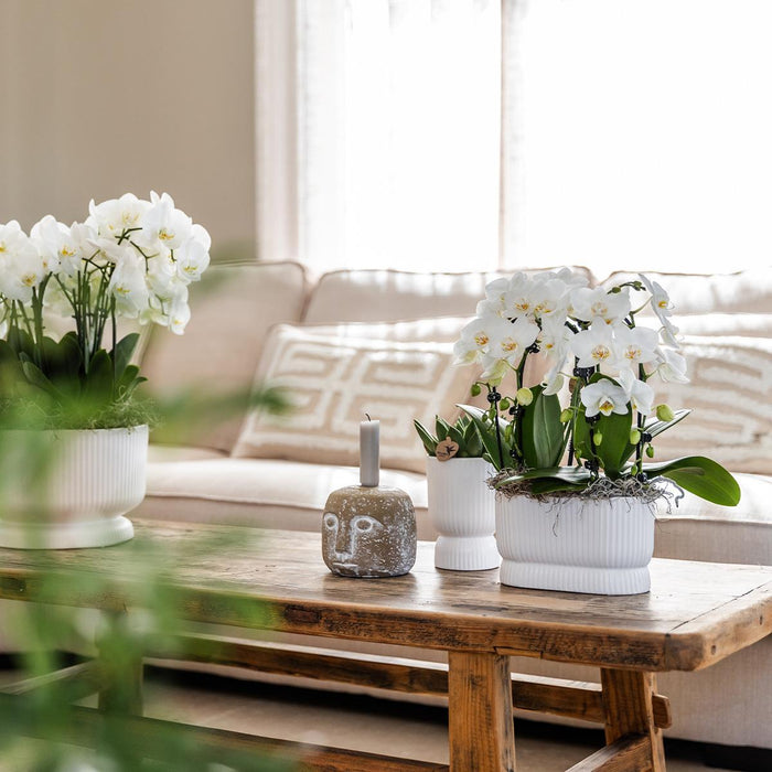 Vaso Decorativo Diabolo Bianco