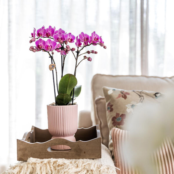 Vaso Decorativo Diabolo Rosa