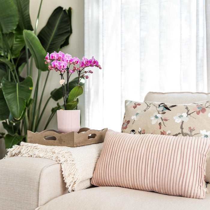 Vaso Decorativo Diabolo Rosa