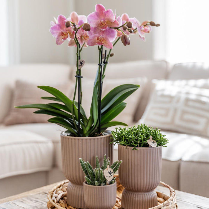 Vaso Decorativo Diabolo Sand