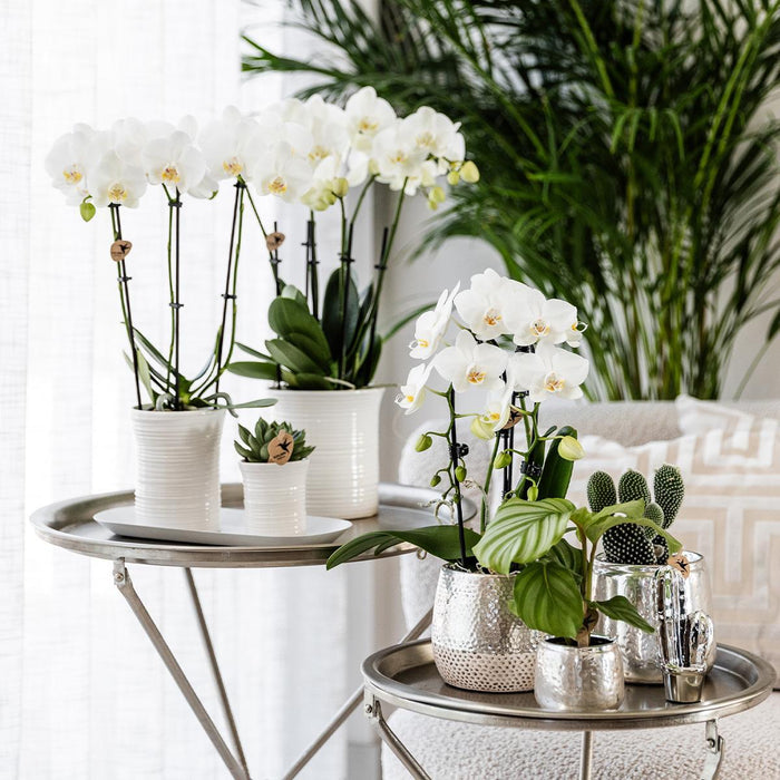 Vaso Decorativo Elite In Argento Lucido