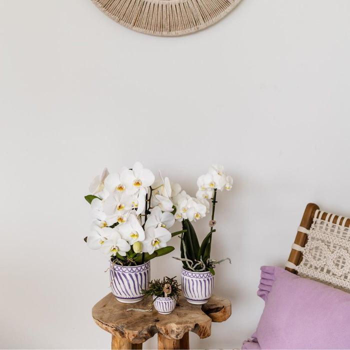 Vaso Decorativo Lilla Granada