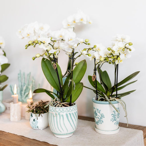 Vaso Decorativo Granada - Turchese