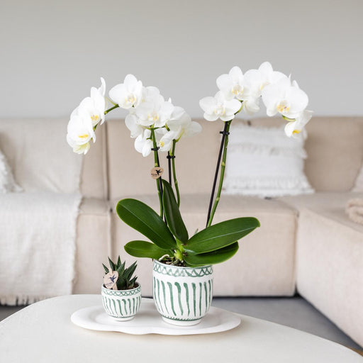 Vaso Decorativo Verde Granada