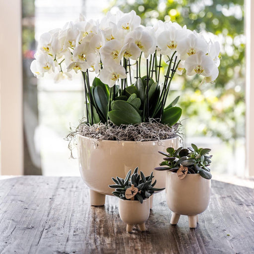 Vaso Decorativo In Travertino Gommoso