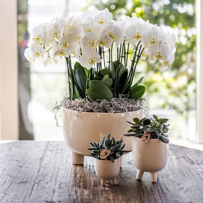 Vaso Decorativo In Travertino Gommoso